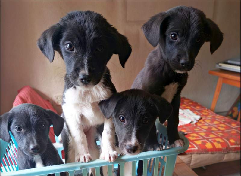 Miki, Sanja, Sonja and Sharko just arrived in a safe home